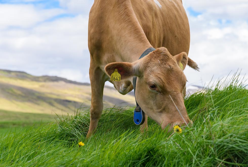 Islantilainen lehmä