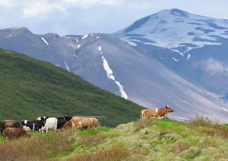 Islantilaisia lehmiä